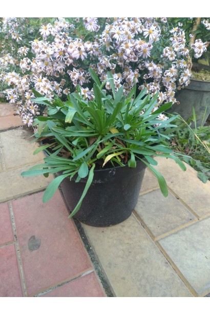 Айстра альпійська Глорія - 3л/вис.10-15смØ20-25см